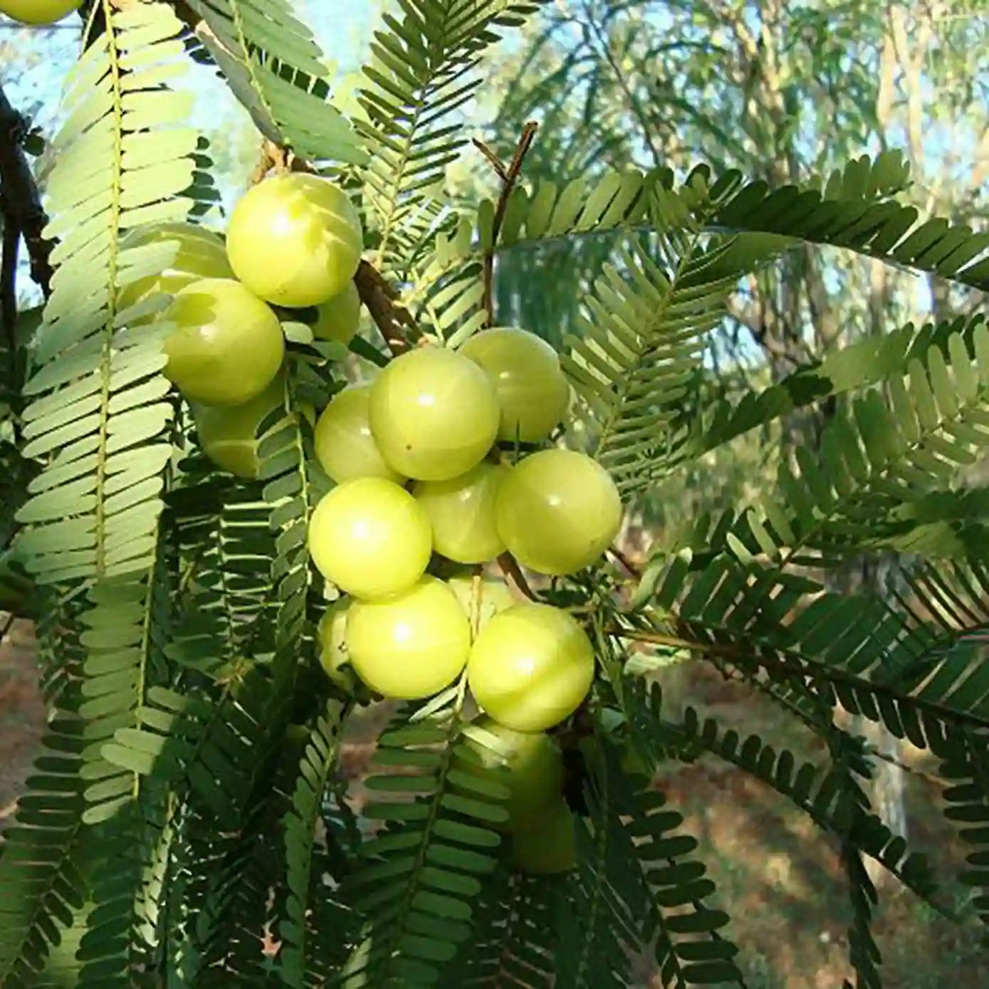 Rai Awala